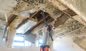 Best Real Estate Mold Inspection  in Ingleside, TX